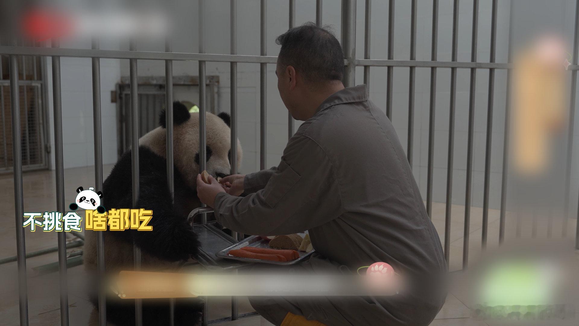 去成都体验老年熊猫的慢生活 走进熊猫养老院，一起来看看属于它们的“退休时光”在汶