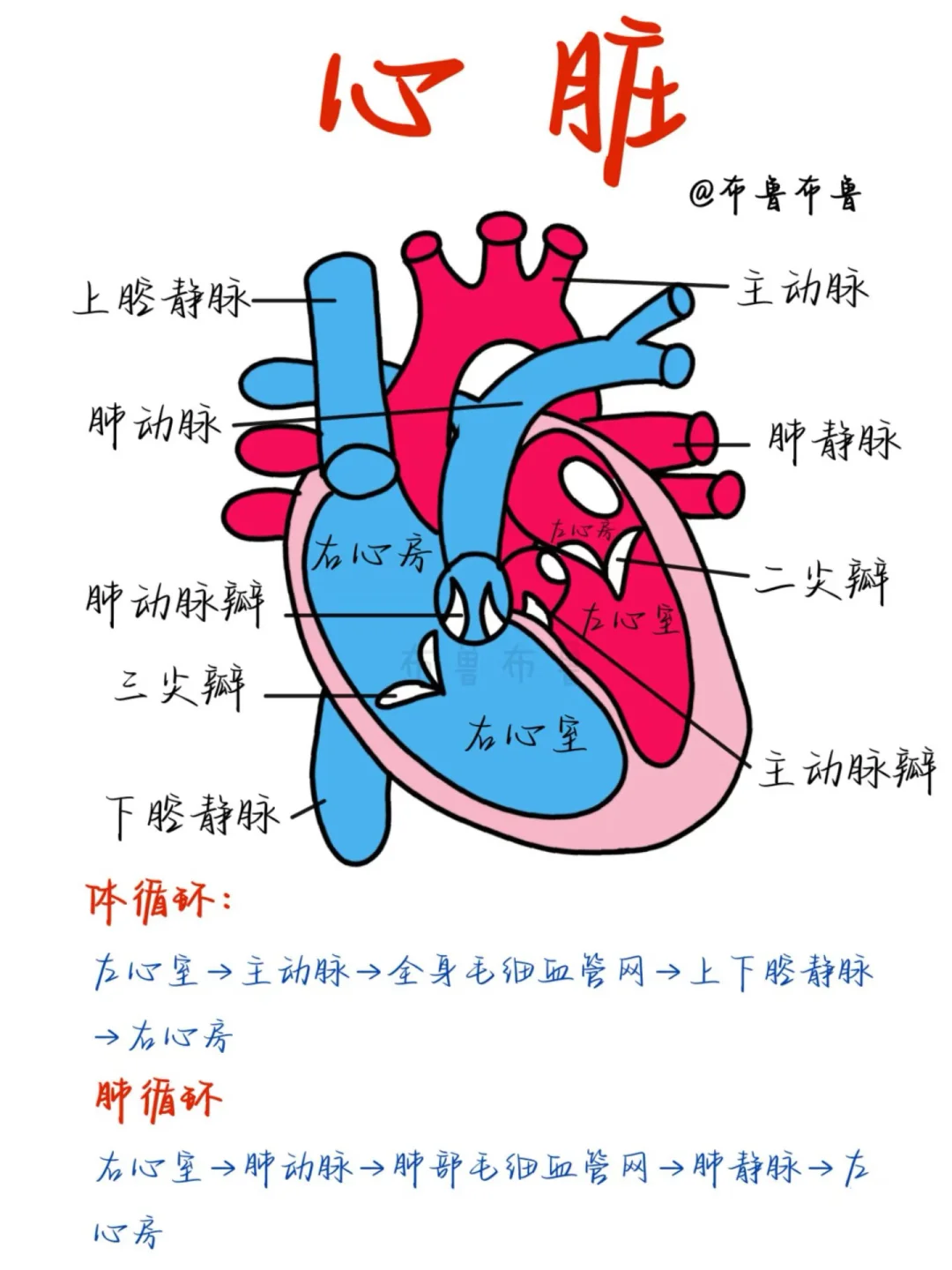 医学生笔记——循环系统大合集