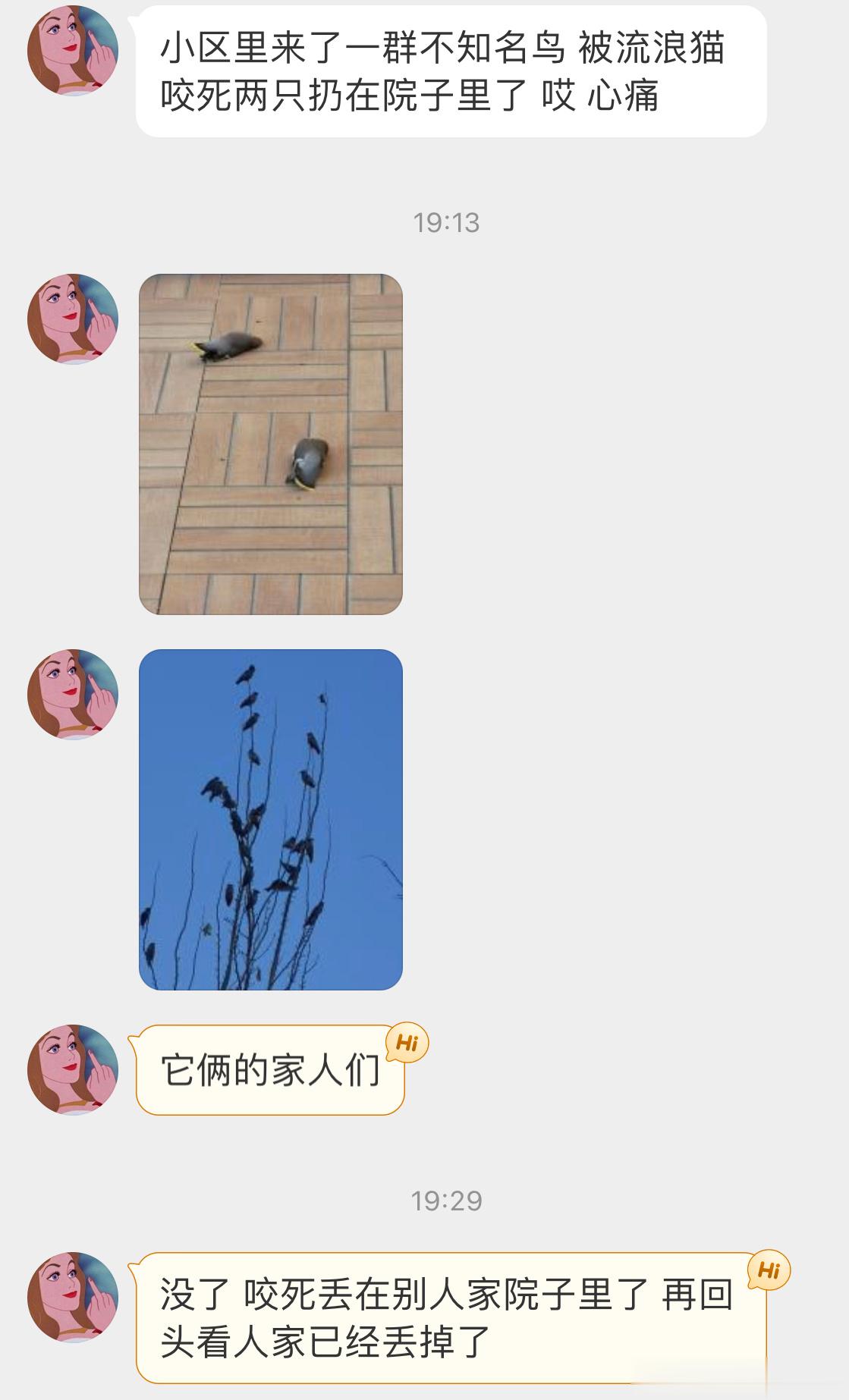 #野生动物与流浪猫# 不太平的【太平鸟】流浪猫捕捉猎物大都不是为了填饱肚子，爱心