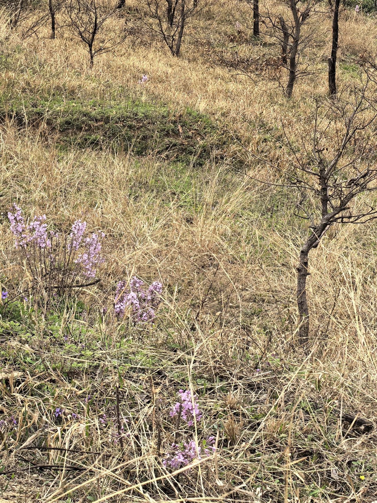 昨天与侄女一起到一个偏僻僻静的山坡采野菜。采到了:赖肚皮草、茵陈、紫花地丁还有一