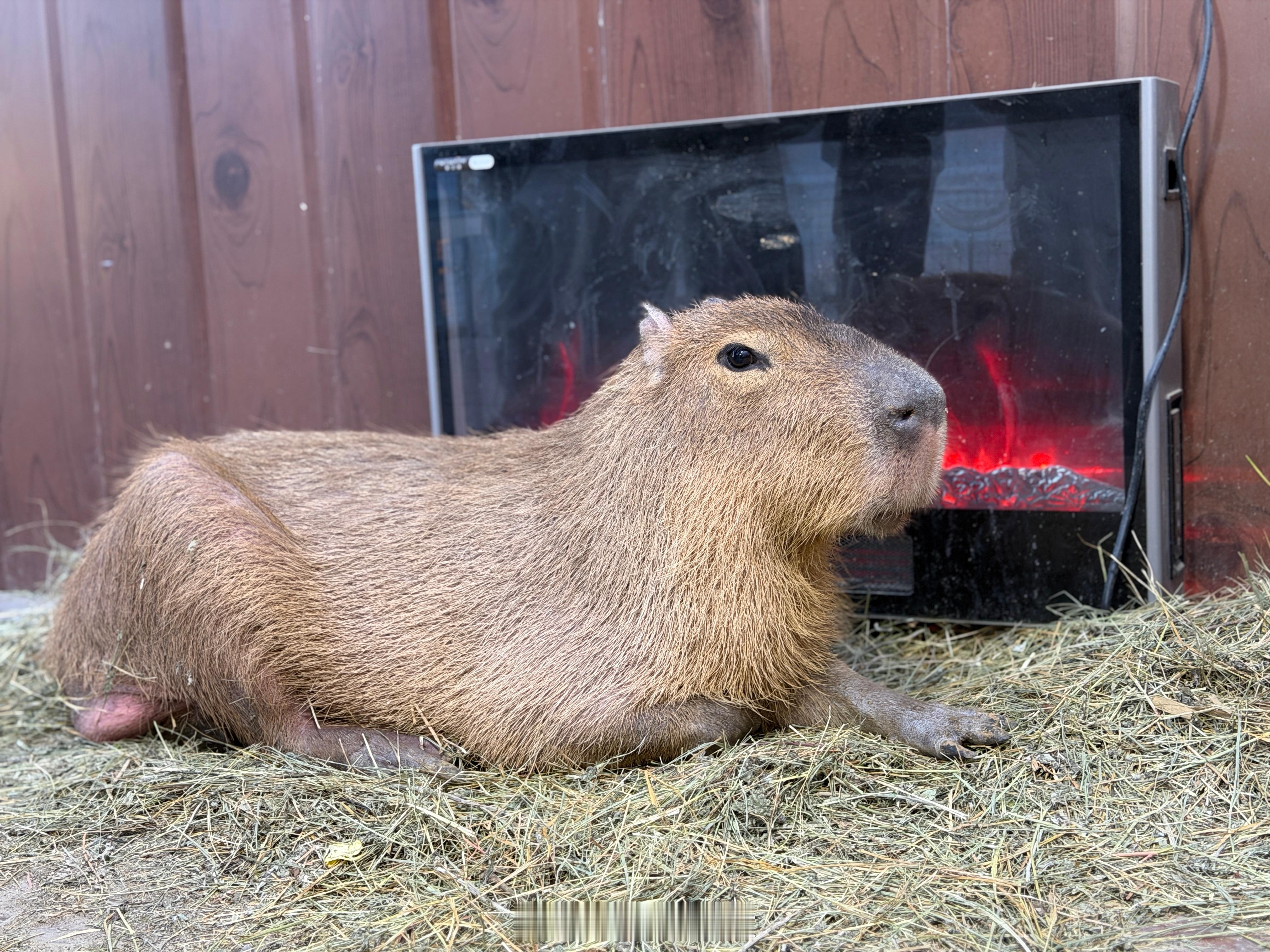 我以为是假的，定睛一看特么竟然还喘气……吓我一跳卡皮巴拉 淄博·山东文旅·红叶柿