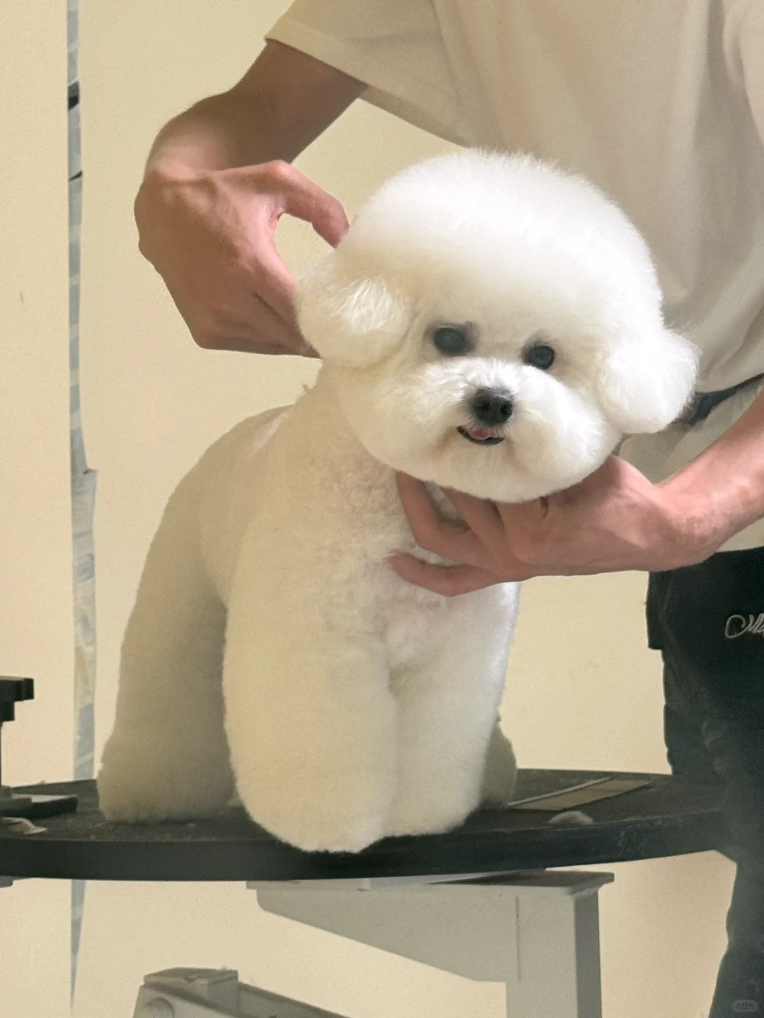 小狗每月的必不可少的行程