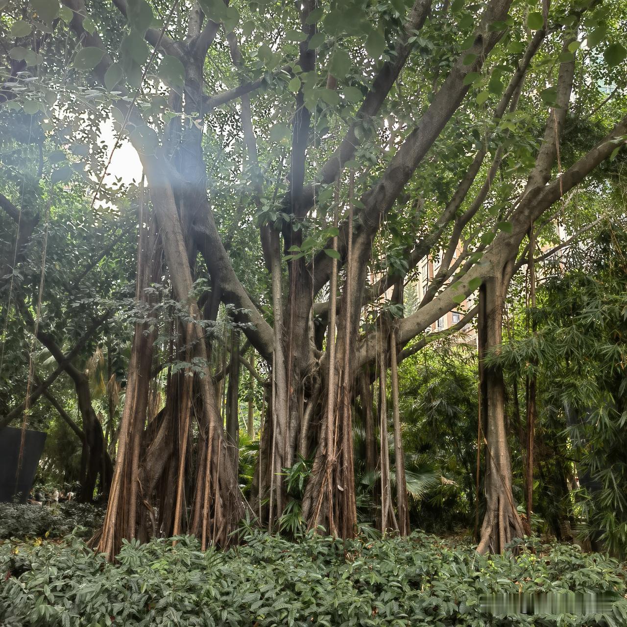 看懂新东方，才明白什么是真正的“顶流黄埔军校”。
 
你们看，这些年出圈的顶级流