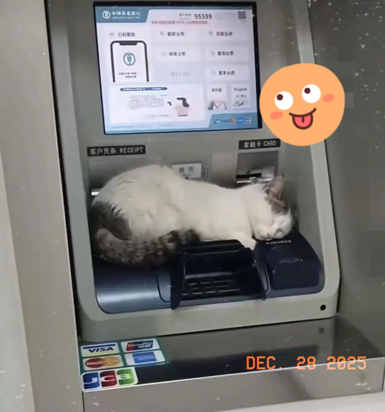 昨天揣着小心思去取2万现金，猫主子在怀里扭来扭去不老实，我顺手放地上就专心护包了