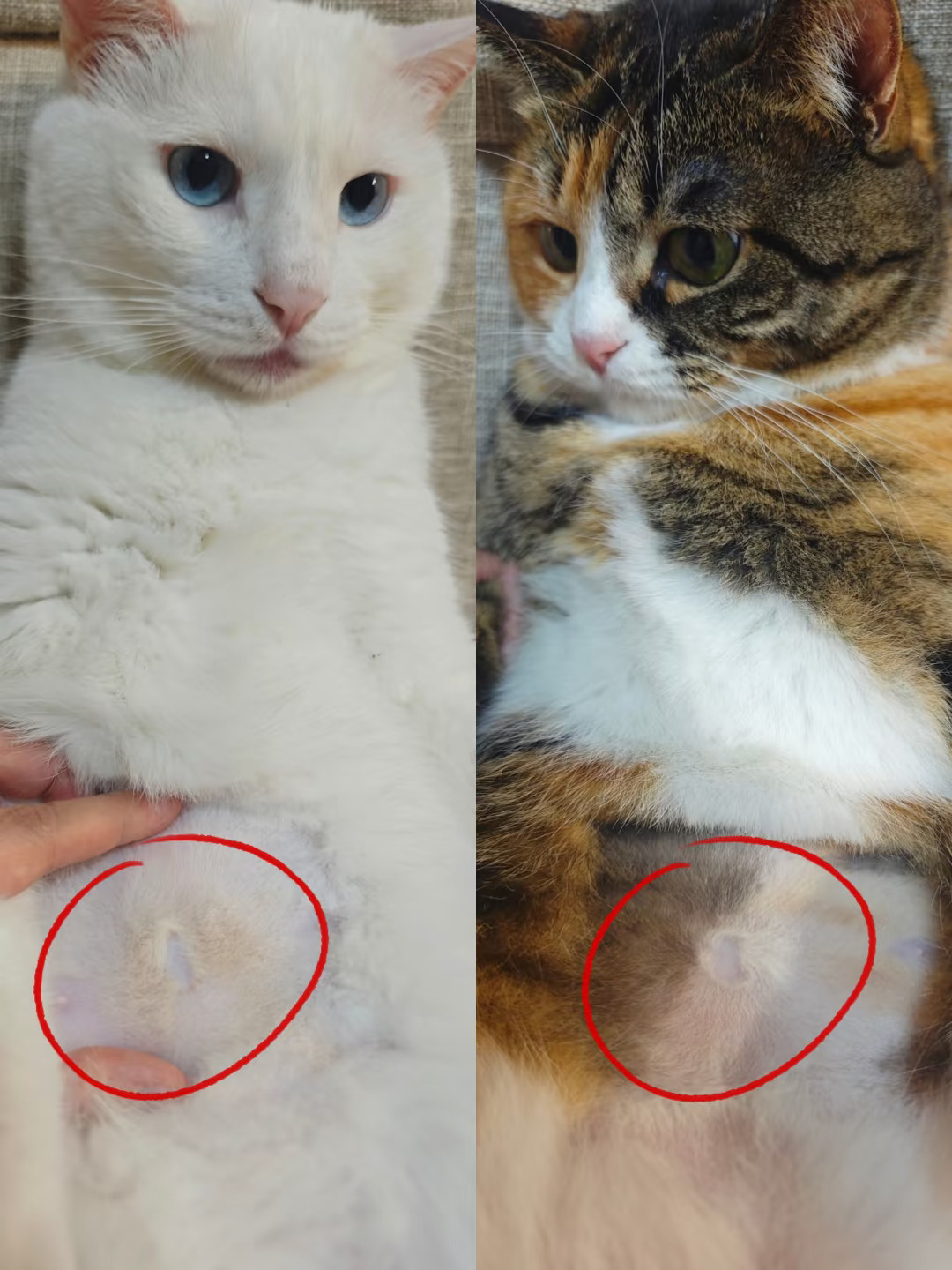 以防有人不知道猫有肚脐眼