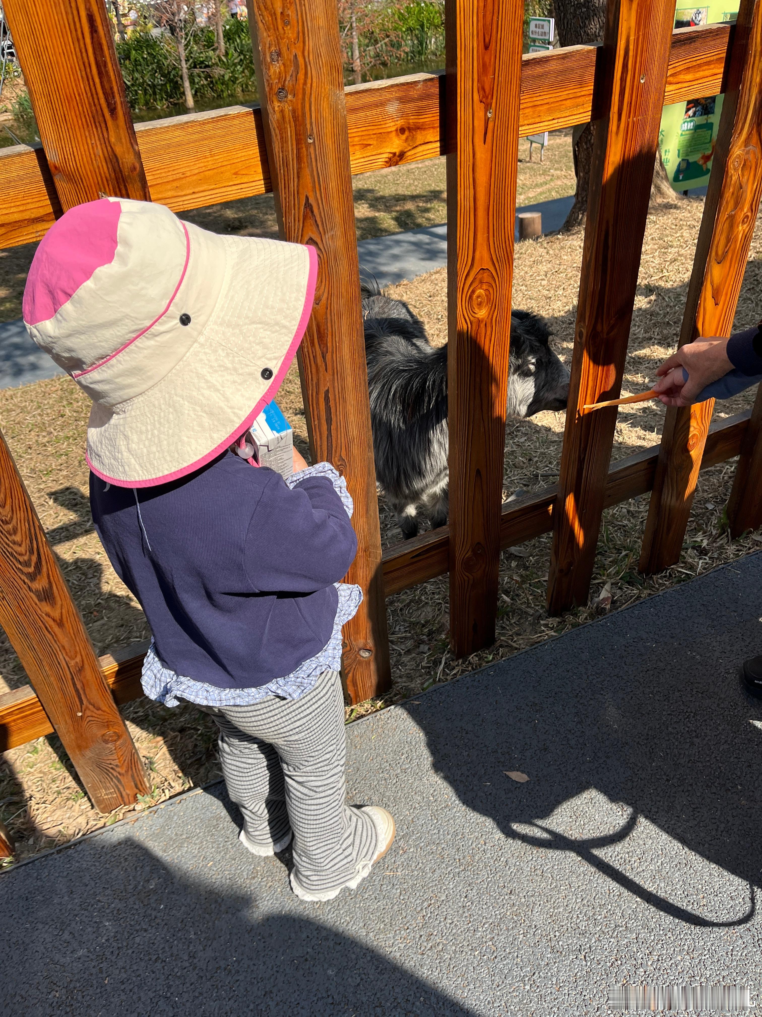 还有小动物看，梅花鹿、孔雀、黑山羊，图一这个也是鹿的，我都分不清了