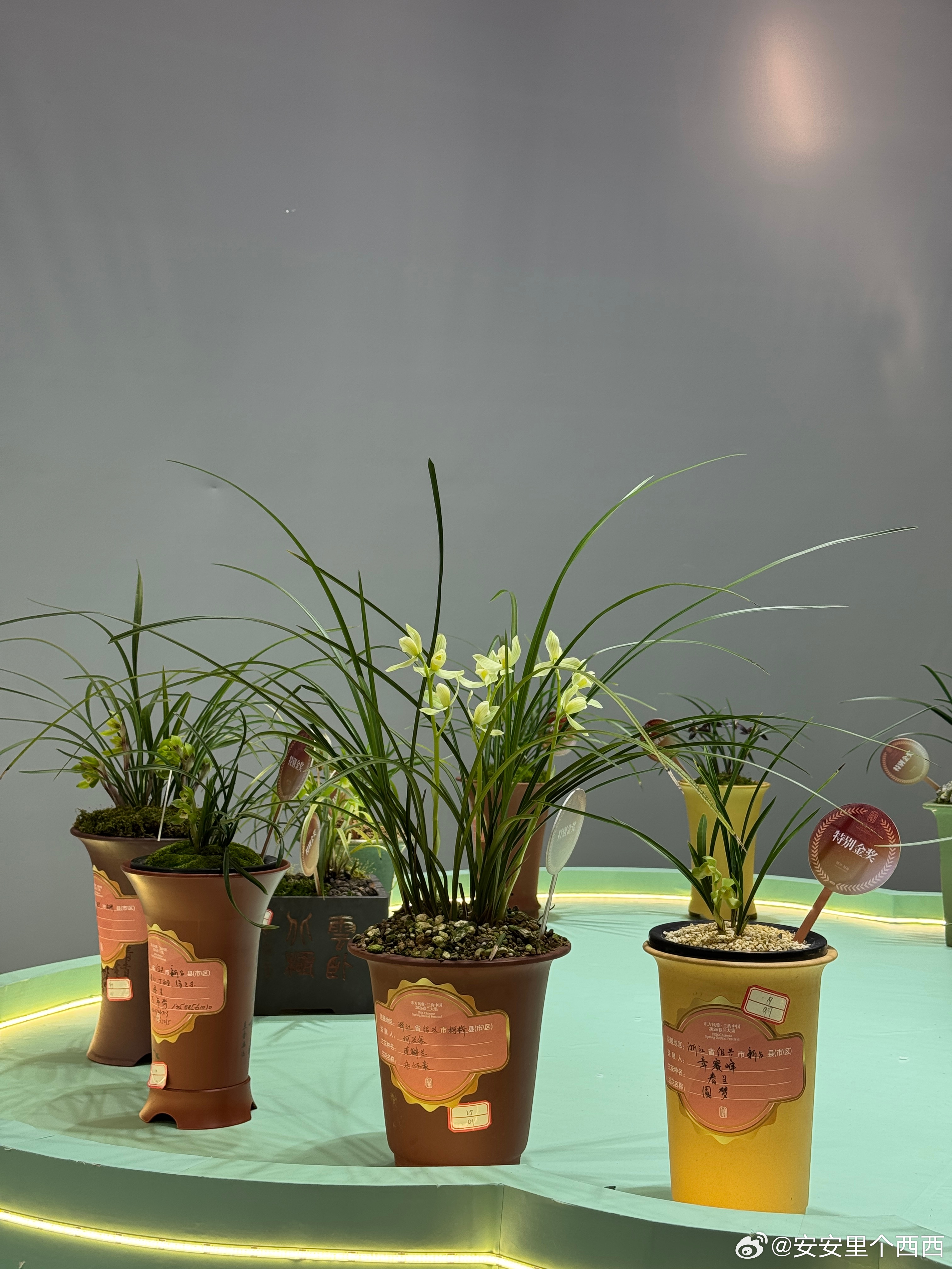 今天下午跟着网联会去了一趟我们绍兴漓渚的花木市场🌸到了现场整个人都欢喜雀跃起来