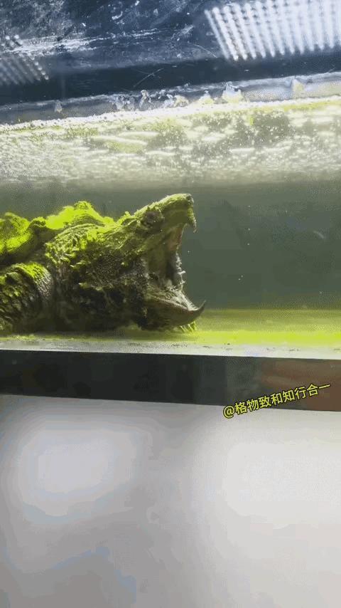 这个龟，
被惯坏了，
非得要跑到嘴巴里才可以？
