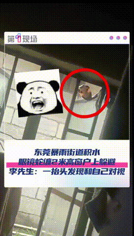 “命是真的大！”广东东莞，一男子在下暴雨期间，站在窗边往外望，结果余光却发现窗户