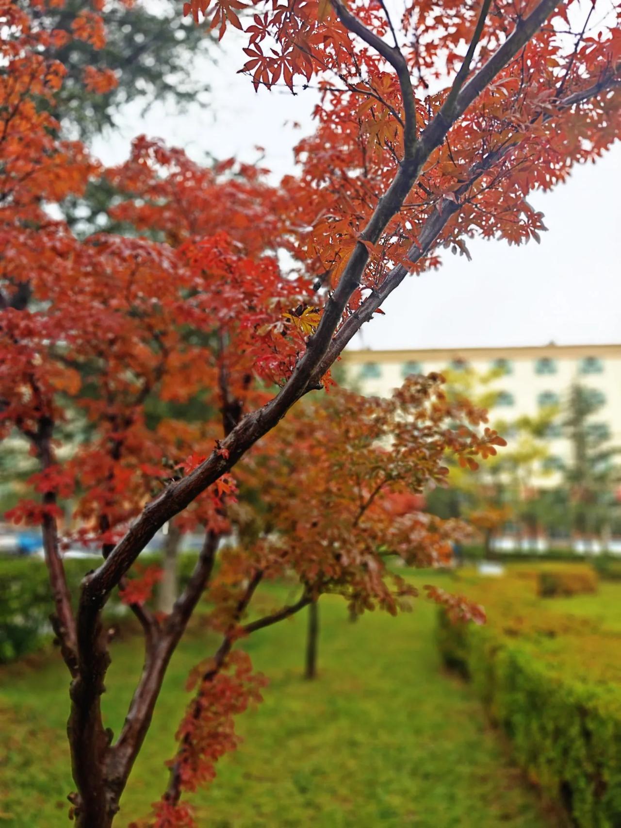 初冬的早晨，清清冷冷。
校园里的红叶，在雨中自成一景。独步小花园，听雨赏叶。
自