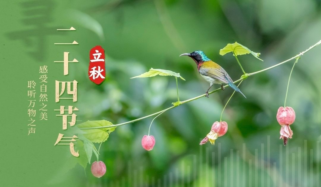 #阳光信用[超话]##每日一善#立秋的早晨，阳光温柔地洒在大地上，金色的光线穿过