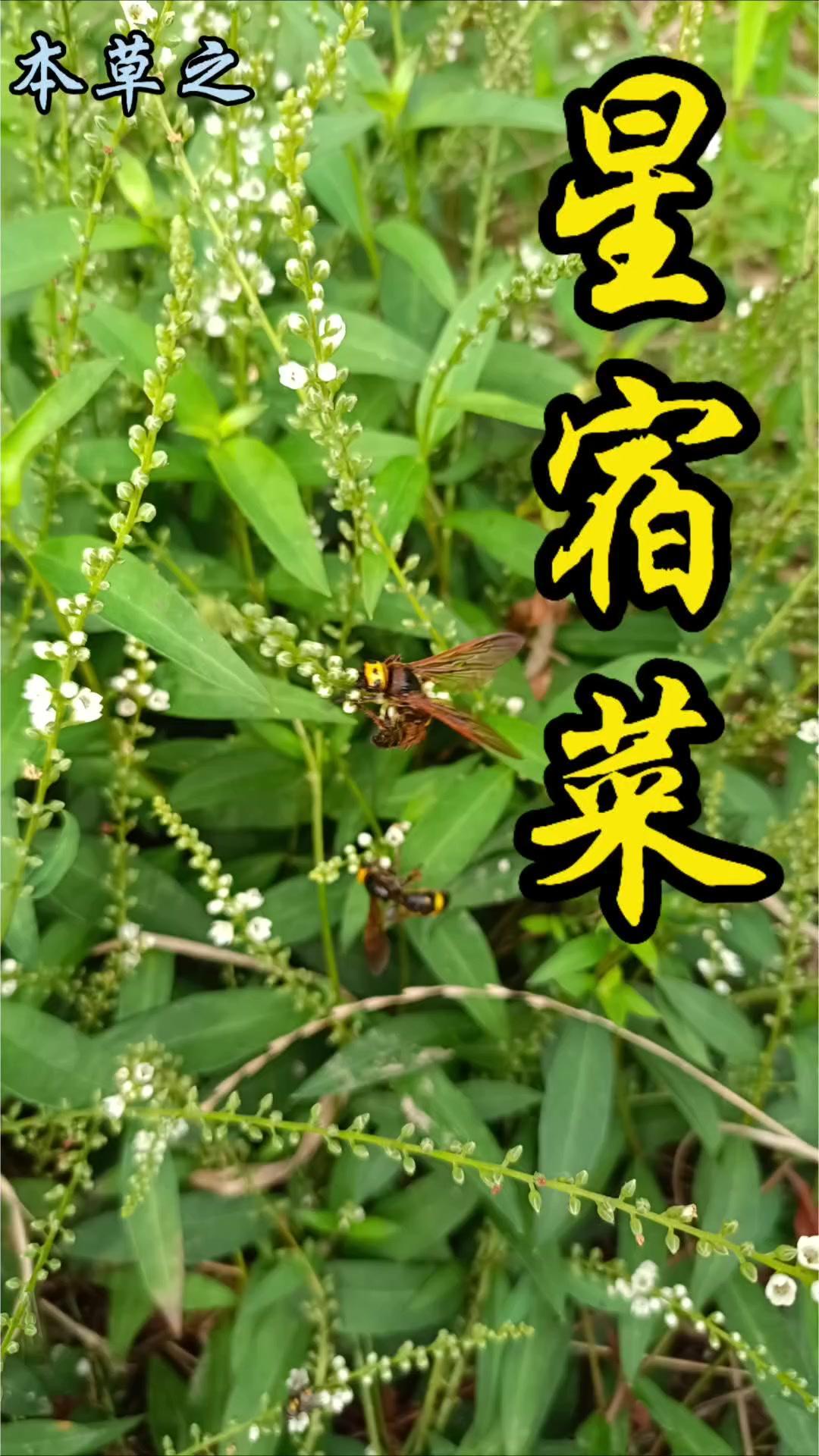 在山野边缘的路旁发现一簇星宿菜，开着白色小花，引人注目。星宿菜属于报春花科珍珠菜