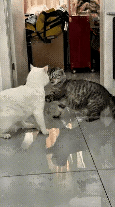 这两个猫打架真有意思，先是两个猫搂在一起。打了几个滚，然后狸花猫用一只手顶住白猫