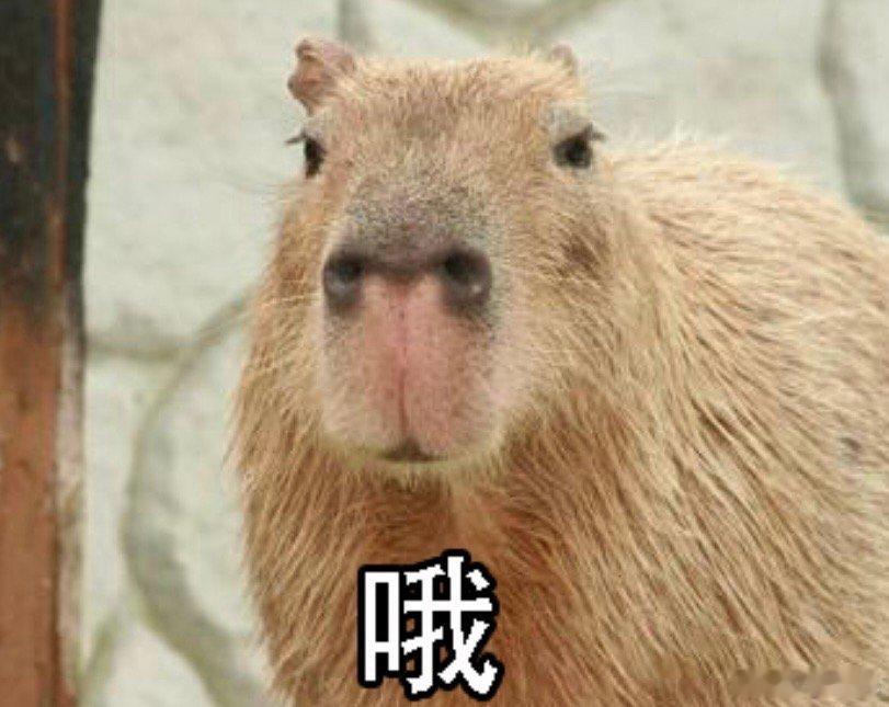 美国商会考虑就关税问题起诉特朗普政府，起诉特朗普政府可以吗 ​​​