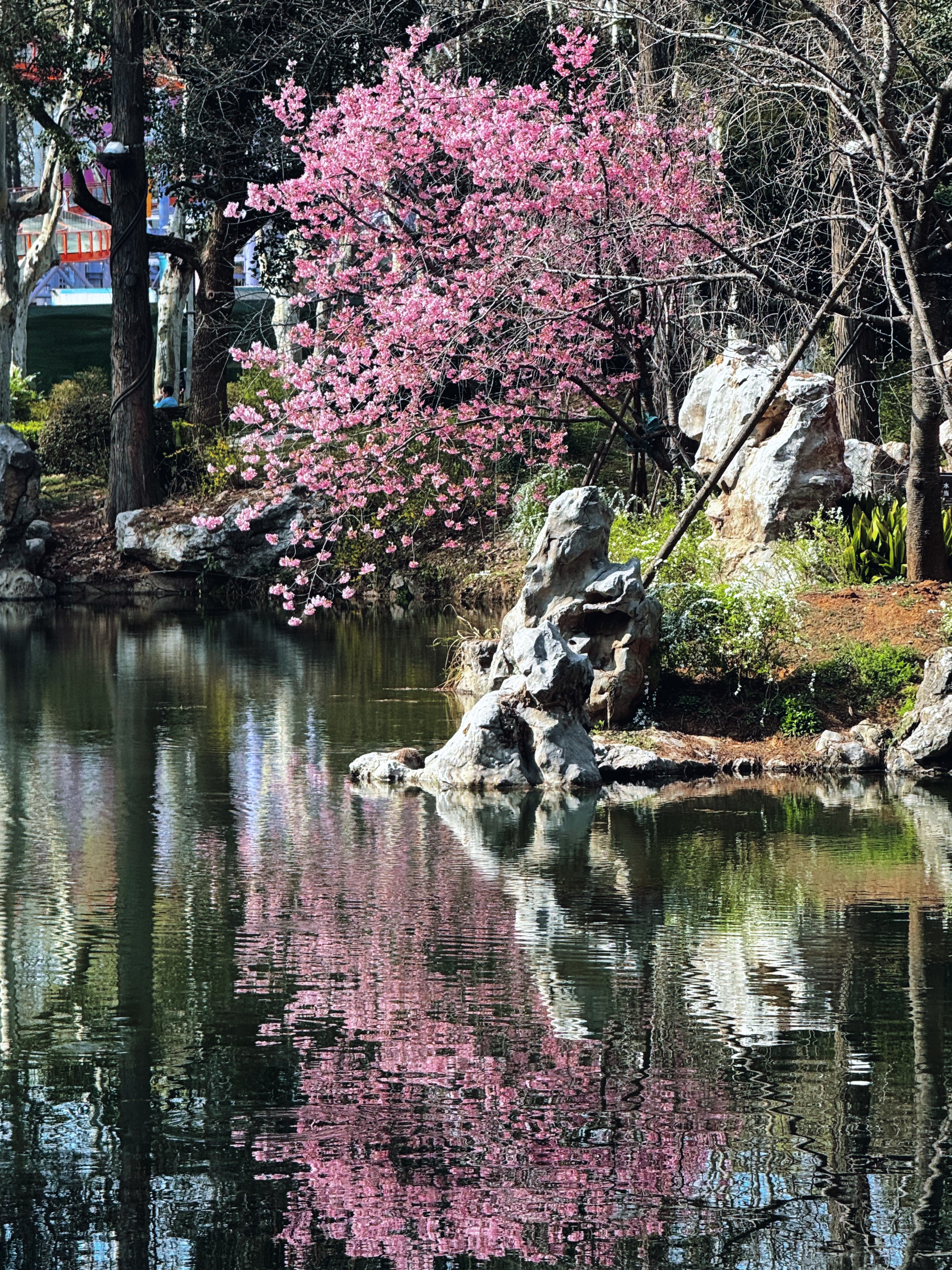 坏了，到岁数自动解锁赏花功能了…樱花 武汉