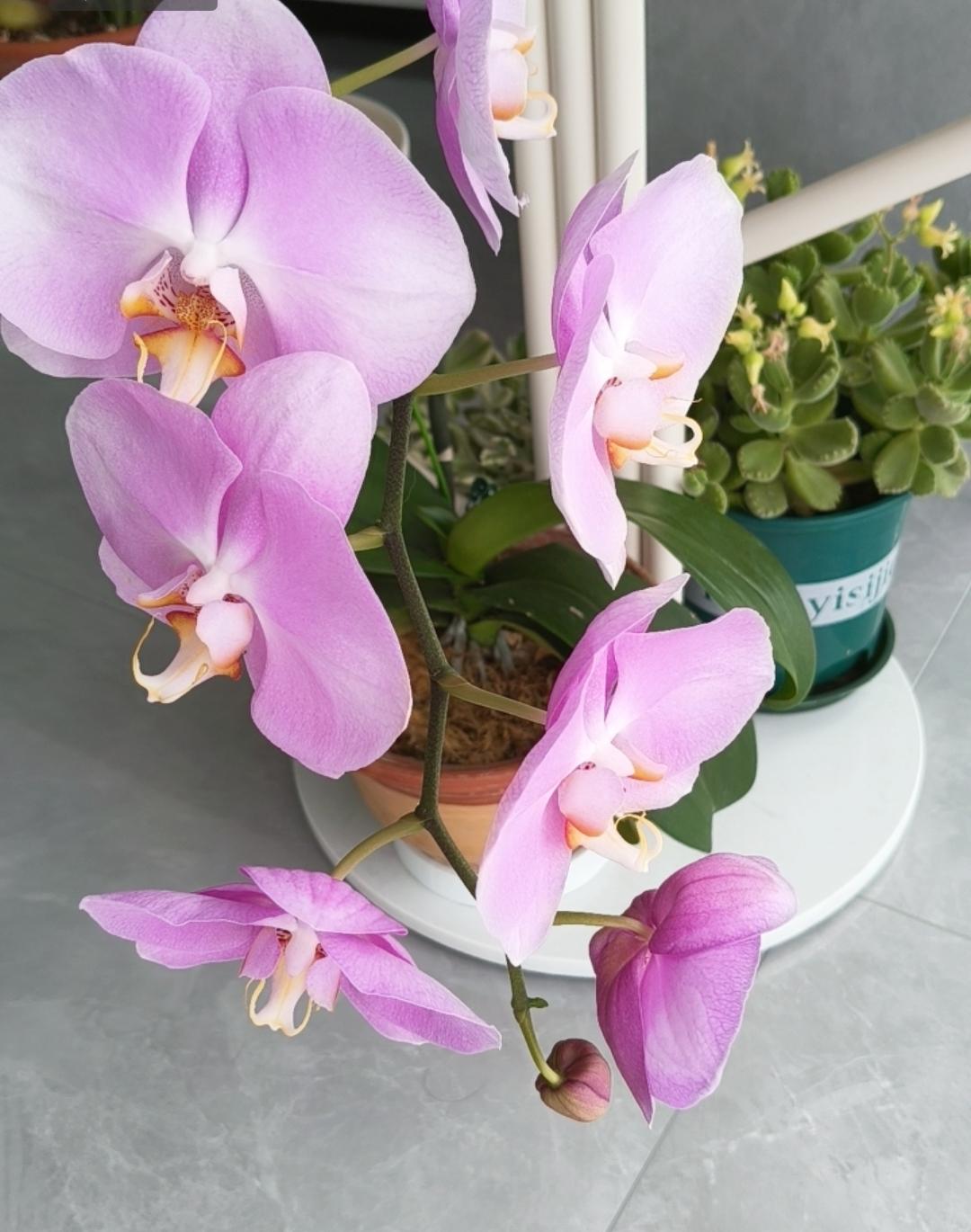 友友们的蝴蝶兰开花了吗? 粉嫩嫩的兰花真好看！你们喜欢蝴蝶兰吗？