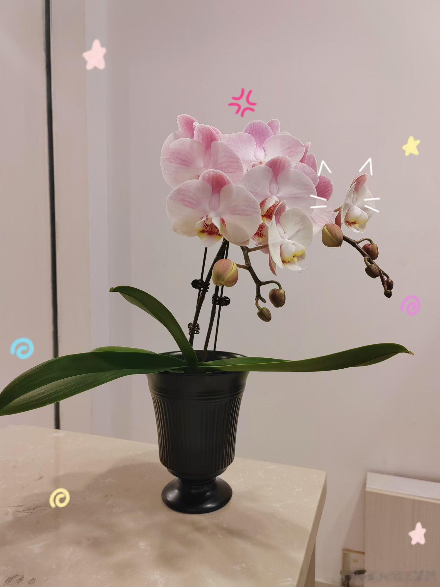 意义是我们主观赋予的你喜欢花花🌸花花就有了意义✨生活手记 