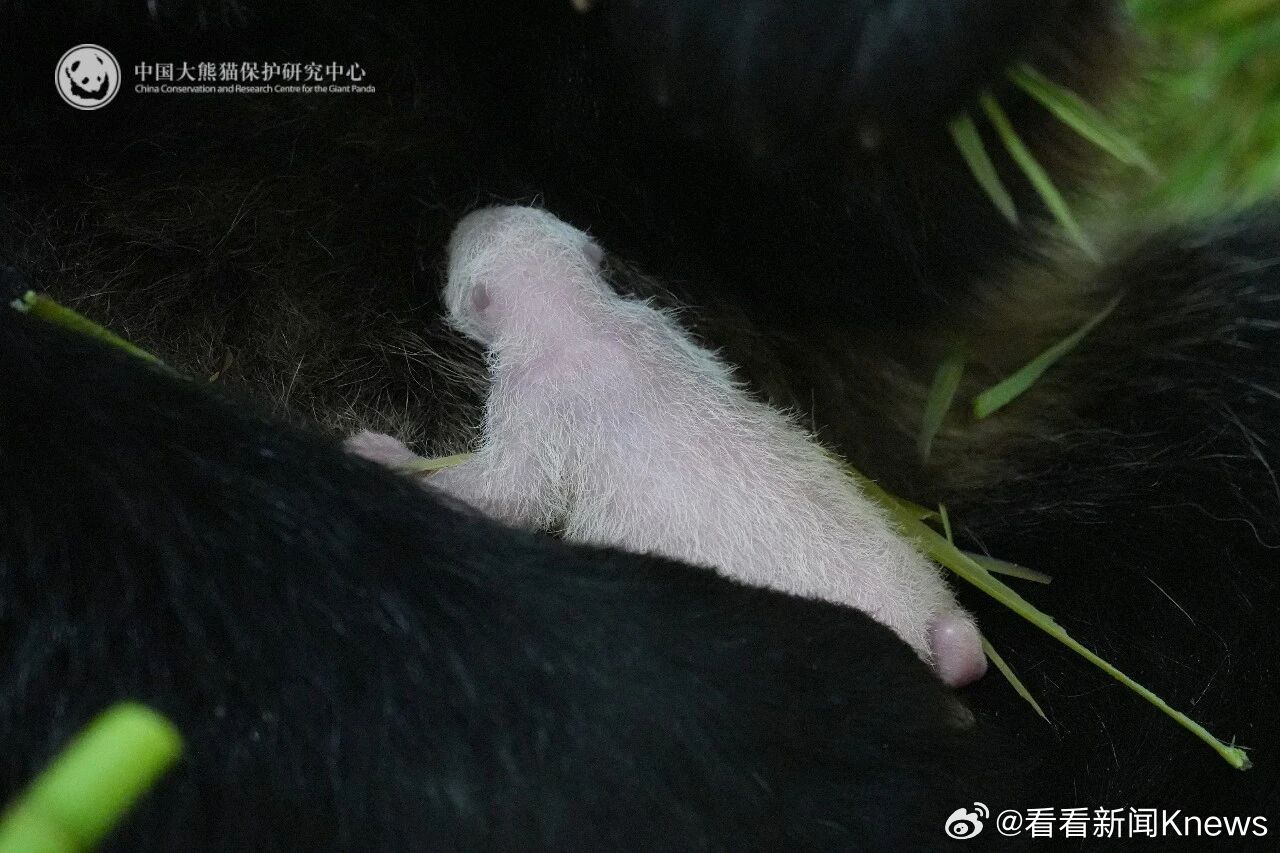 #国内圈养大熊猫产下首只幼崽# 【熊猫中心迎来2026年国内首只大熊猫幼崽】#大