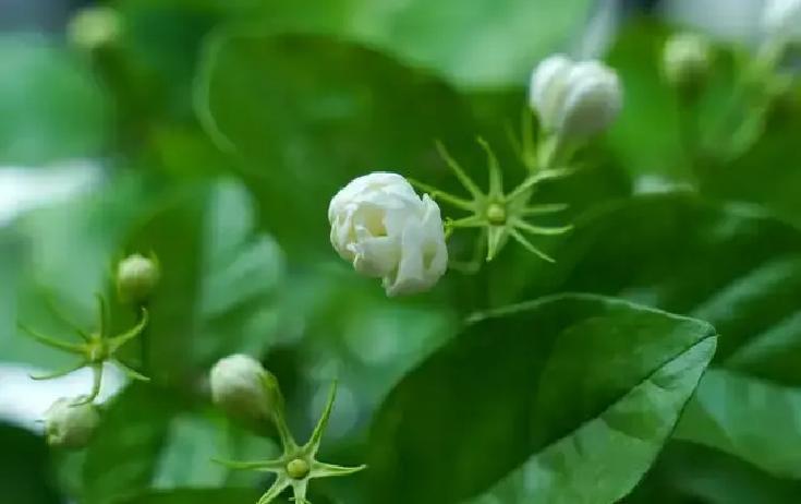 成年人的深夜，常常藏着白天不敢示人的崩溃。2024年心理健康蓝皮书显示，我国成年