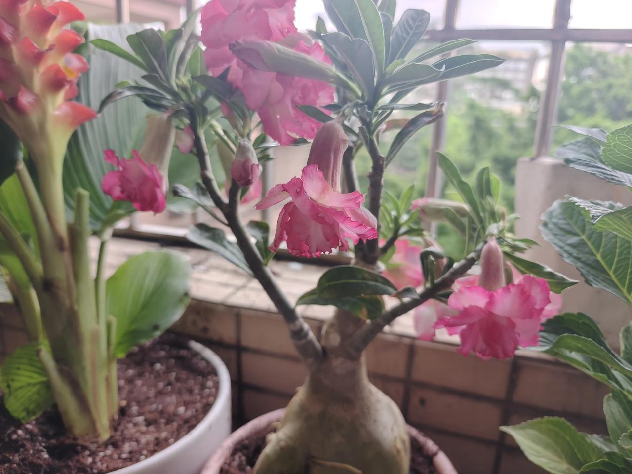 发一张你相册最近拍的花这就是你在相册里的花，有些是我自己种的，更多是在外面拍到的