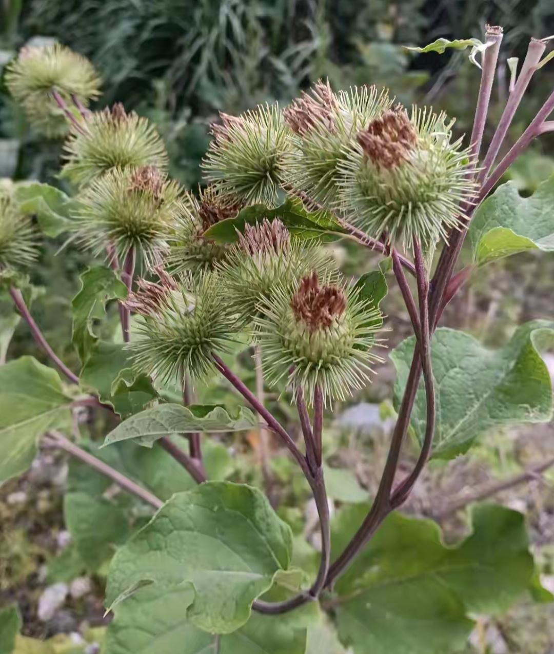 这花看起来有点尖尖的。好像是药材吧？叫什么名字？有知道的吗？友友看这什么花