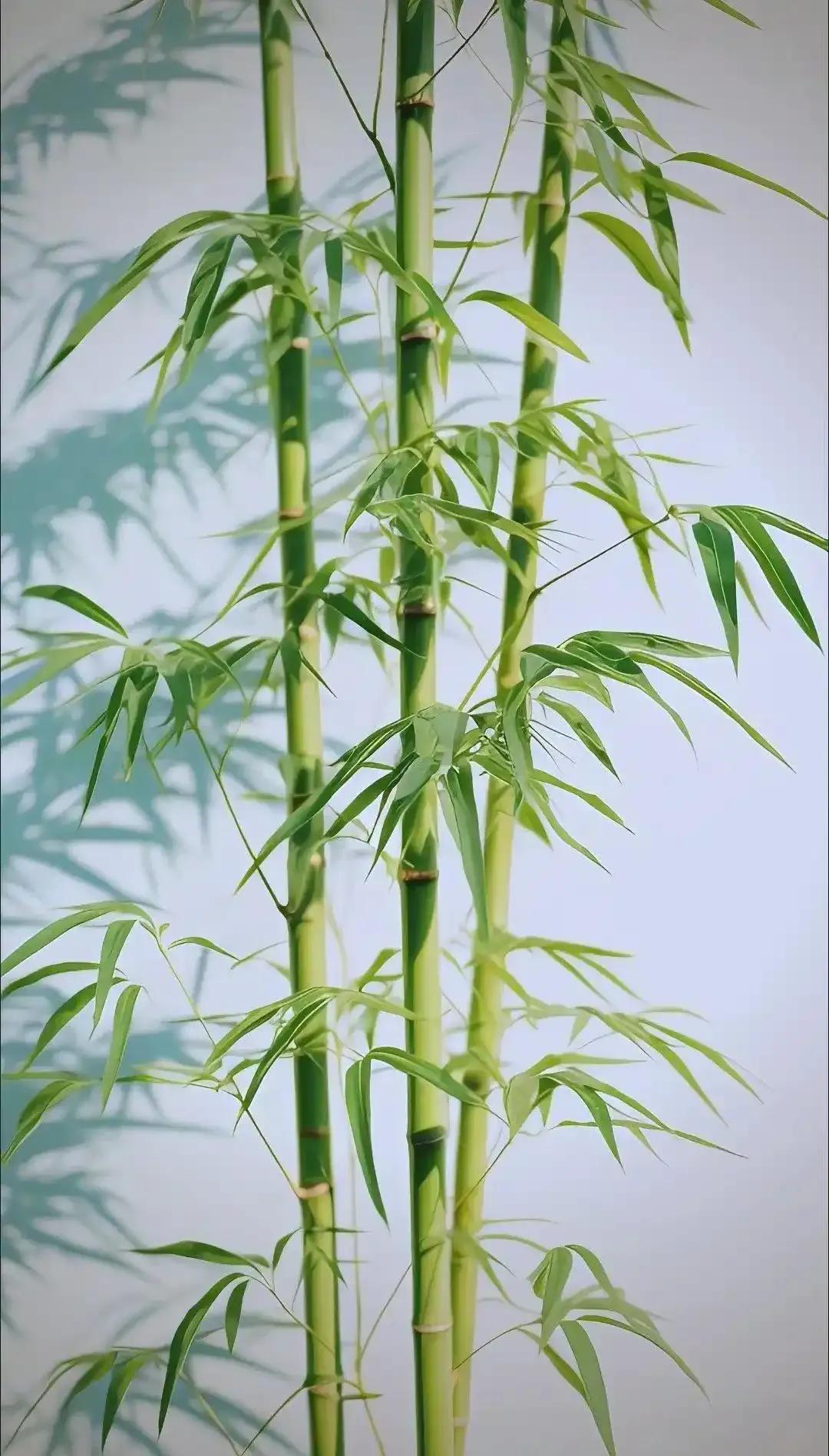 为何美国禁止种竹子，中国反而大量种植？

很多人看到这个反差都会一头雾水，明明都