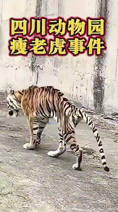 18岁“纸片老虎”刷屏全网！网友心疼质疑，官方暖心回应太好哭
 近日，四川隆昌动