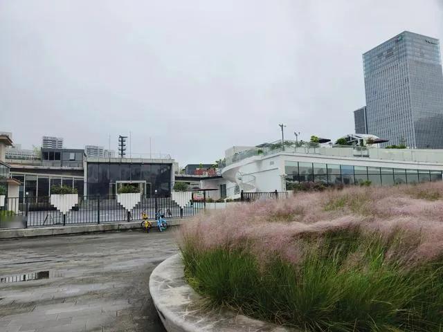 皱市明2亿多投资的上海拳击馆，如今草都快长半米高了。皱市明没想到，当初靠打拳得来