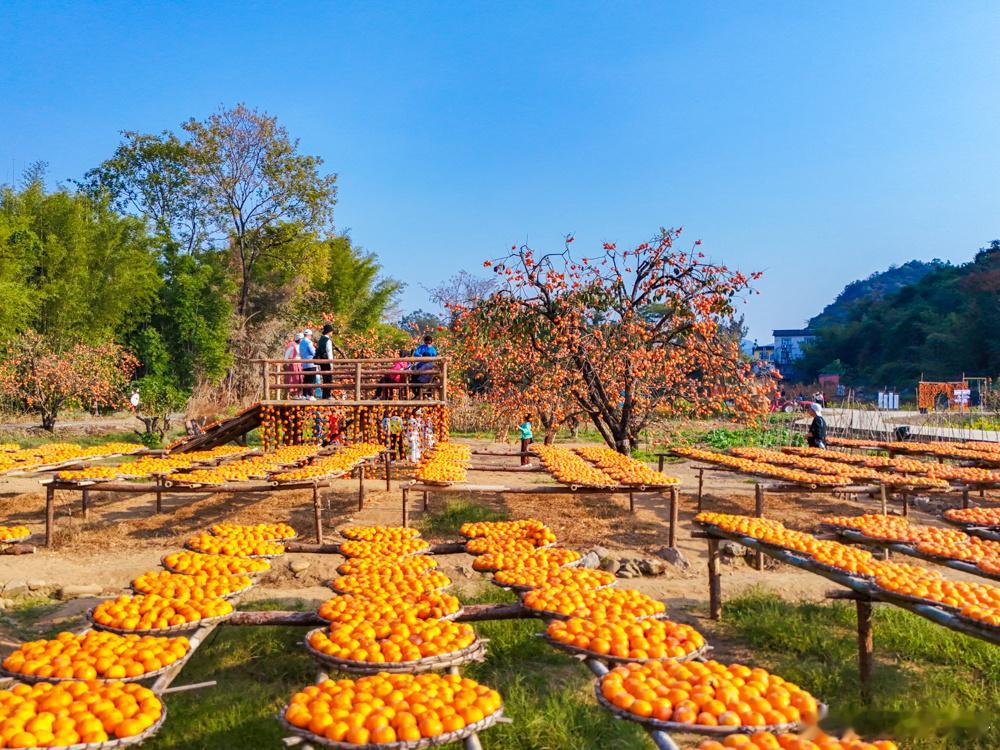 最美中国 在广西桂林市恭城瑶族自治县莲花镇红岩村，游客在月柿园里游玩。（无人机照