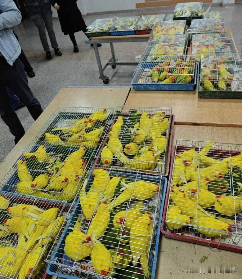 塞尔维亚截获保加利亚走私鹦鹉
贝尔格莱德时间11月8日下午，塞尔维亚海关总署通报