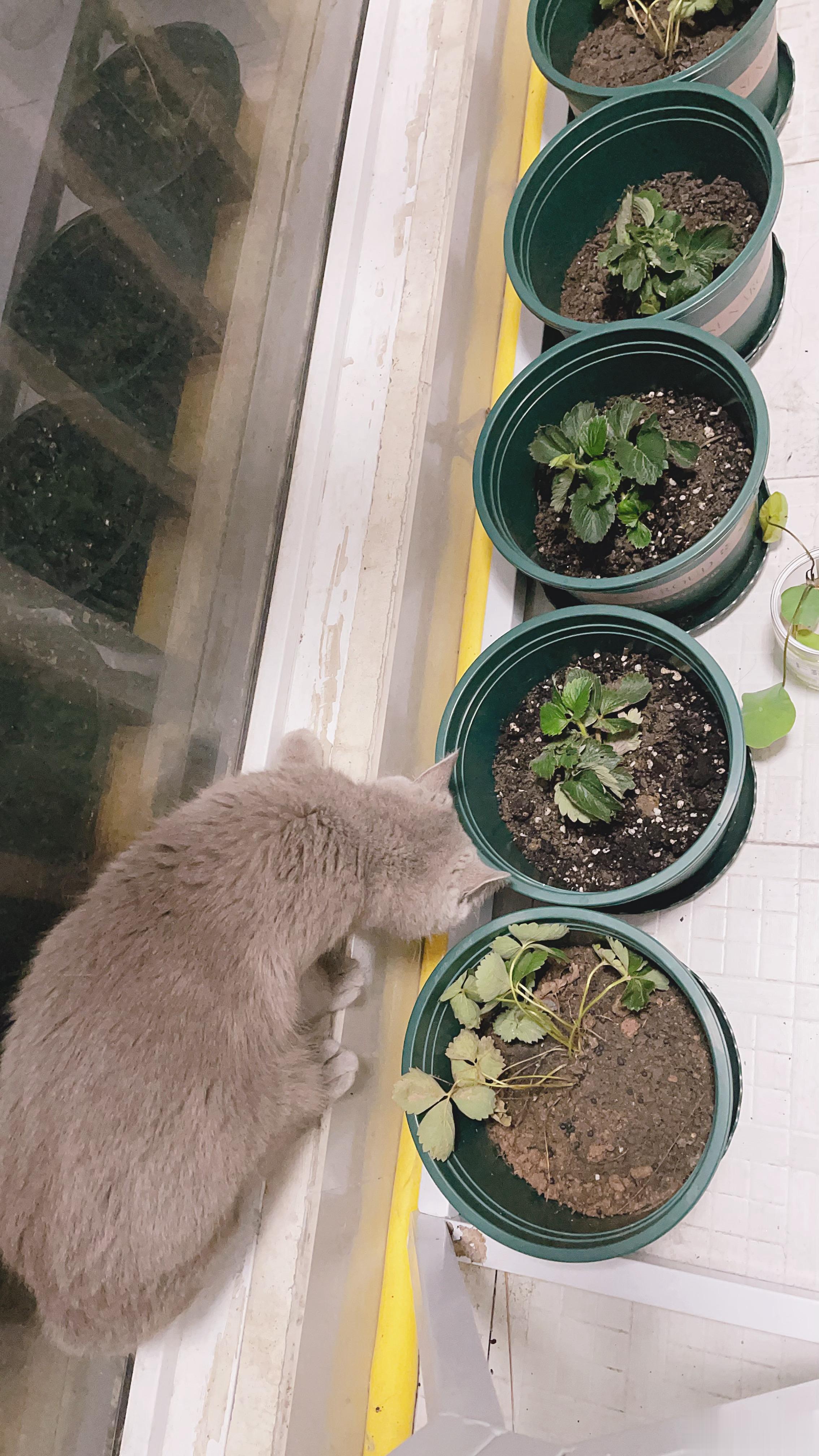 种了几棵草莓它往里尿尿把我草莓全薰死了，用泡沫箱改种菜它就往里刨坑拉屎，我真的想