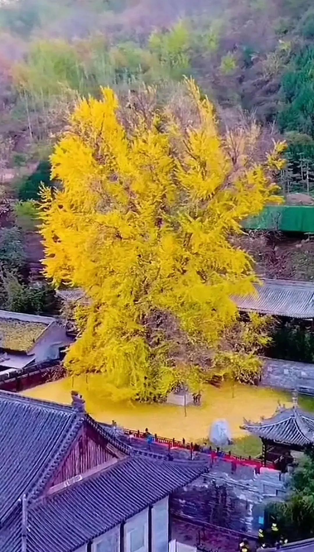 当此叶黄之际，恰似碎金铺地，流彩凝空。风拂之处，叶舞翩翩，若雅乐轻奏，动人心弦。