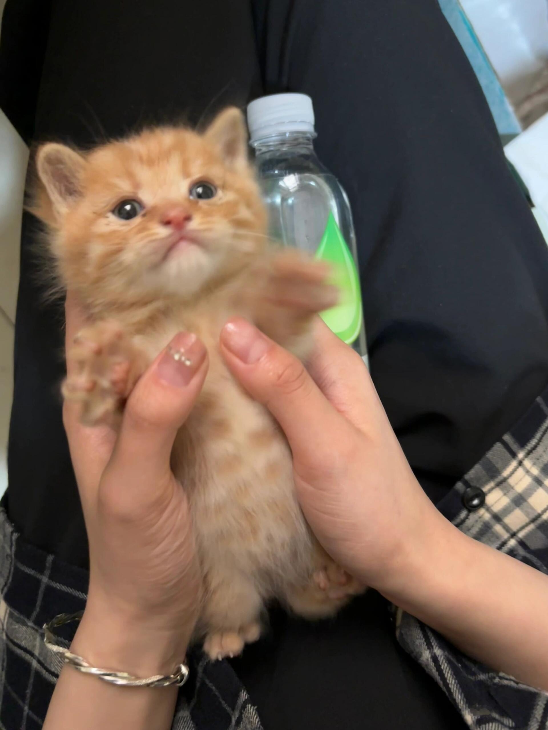 看看大家的小橘#橘猫# ​​​