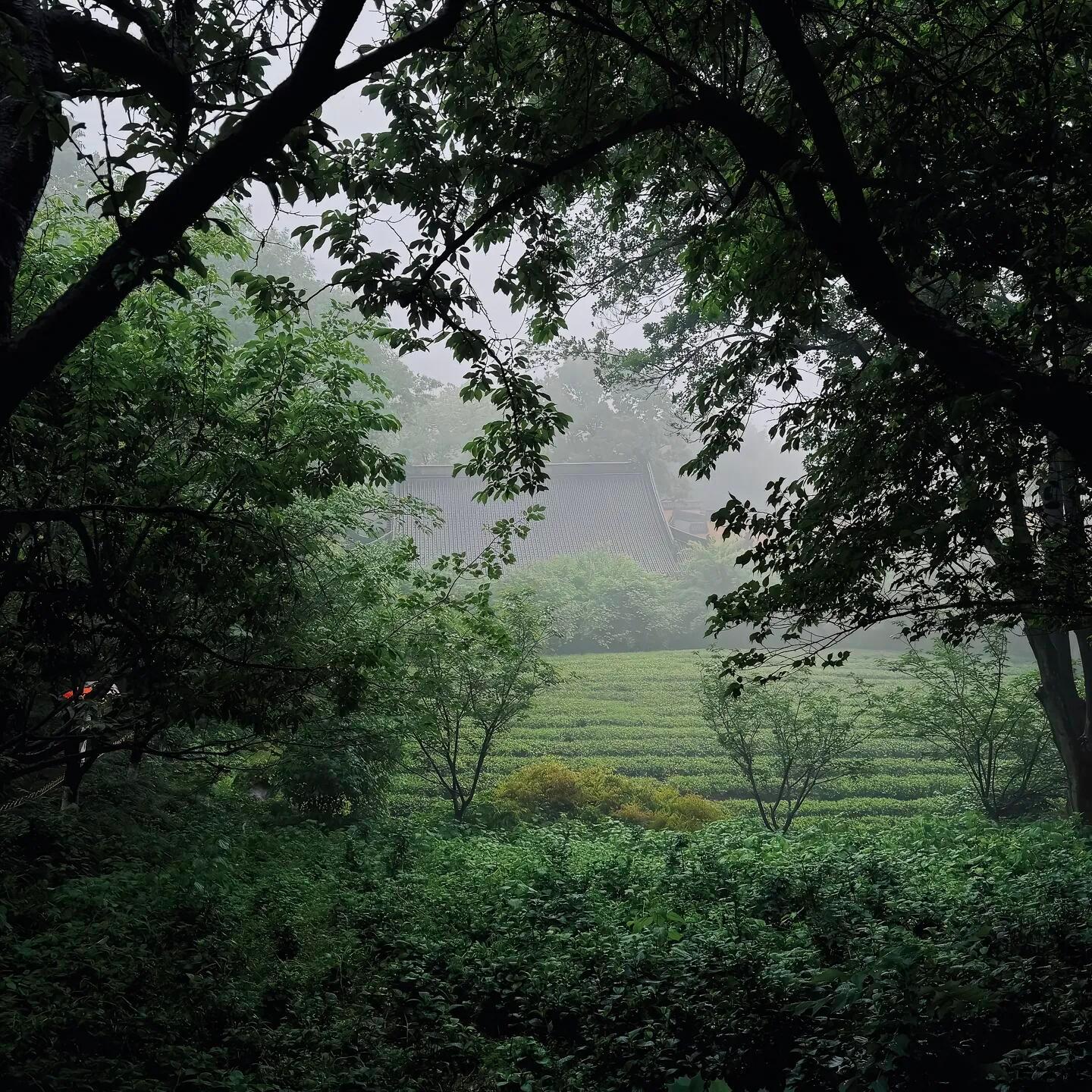 滴滴答答又是下雨的一天~ ​​​