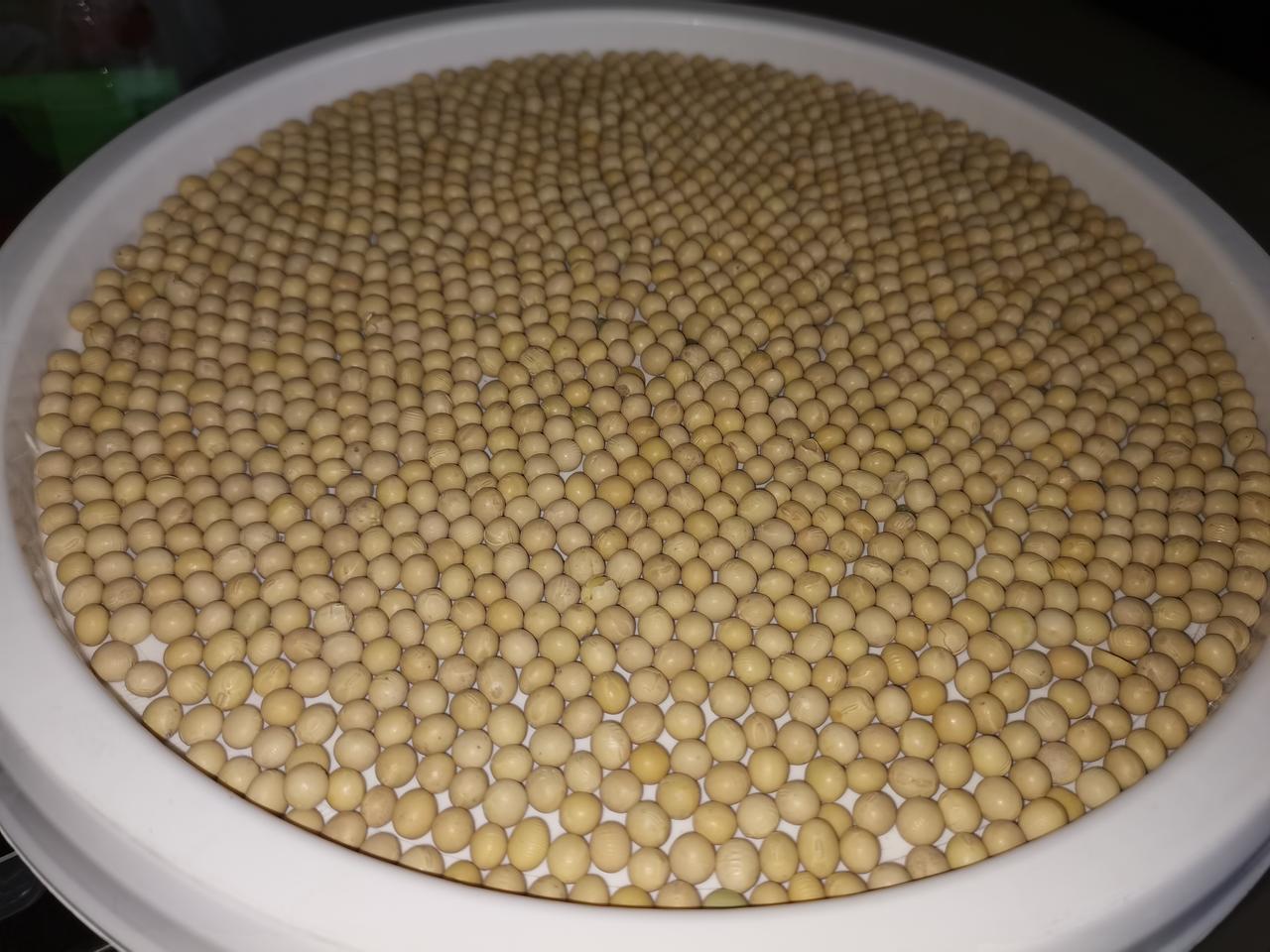 解压的豆子

向瓶子里装豆子，剩下的一晃就特别规矩了。
看着特别解压！舒心！
大