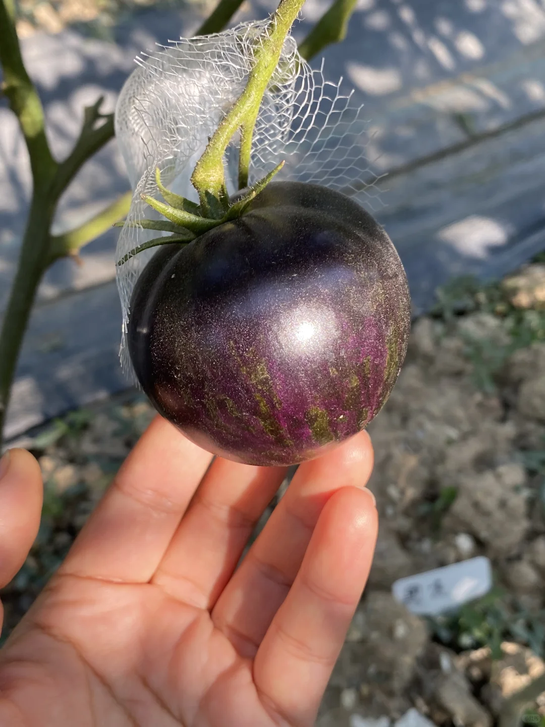 我是真的很会种番茄🍅！