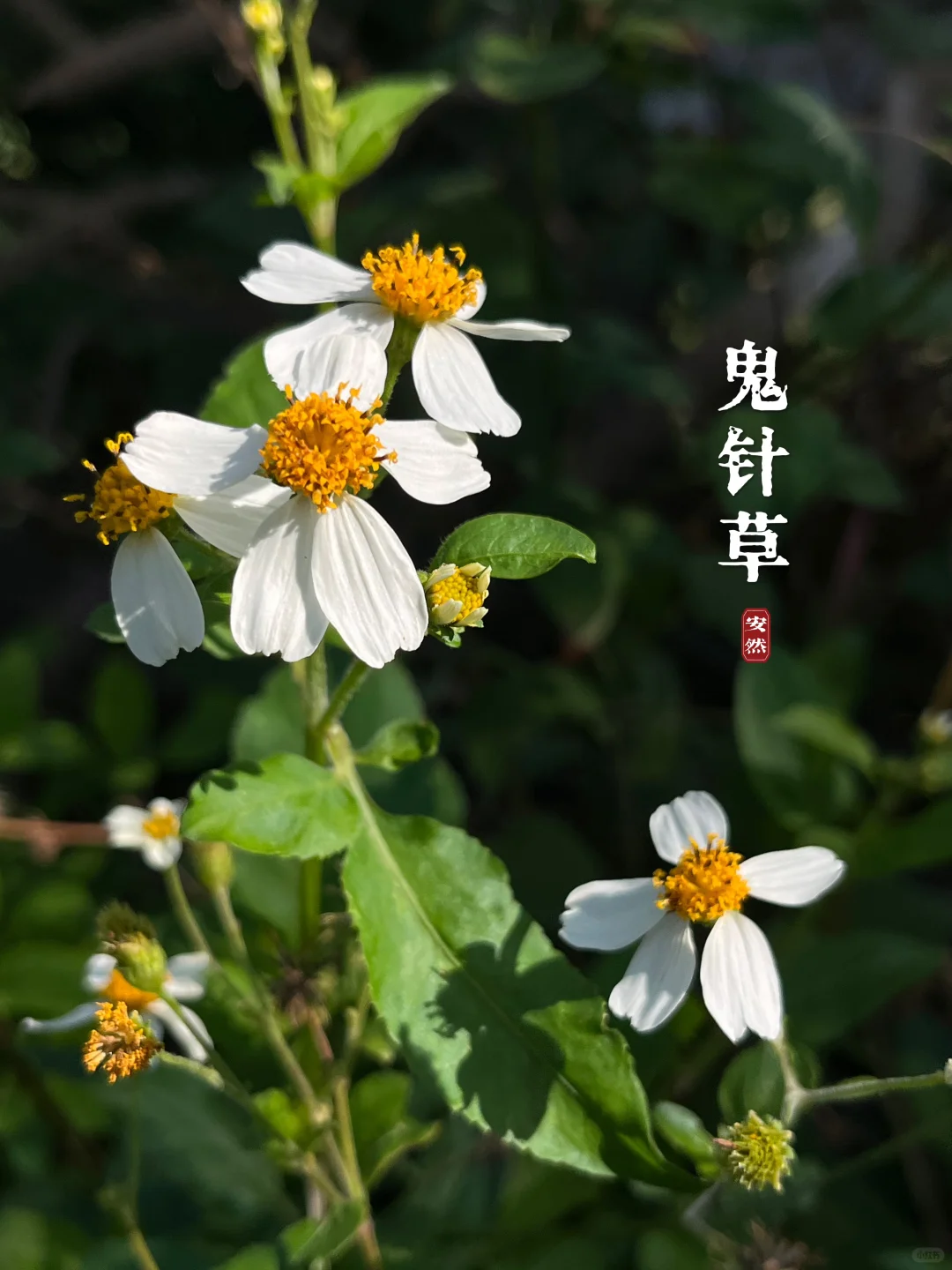 福州植物美图 ｜ 美丽的入侵物种，鬼针草