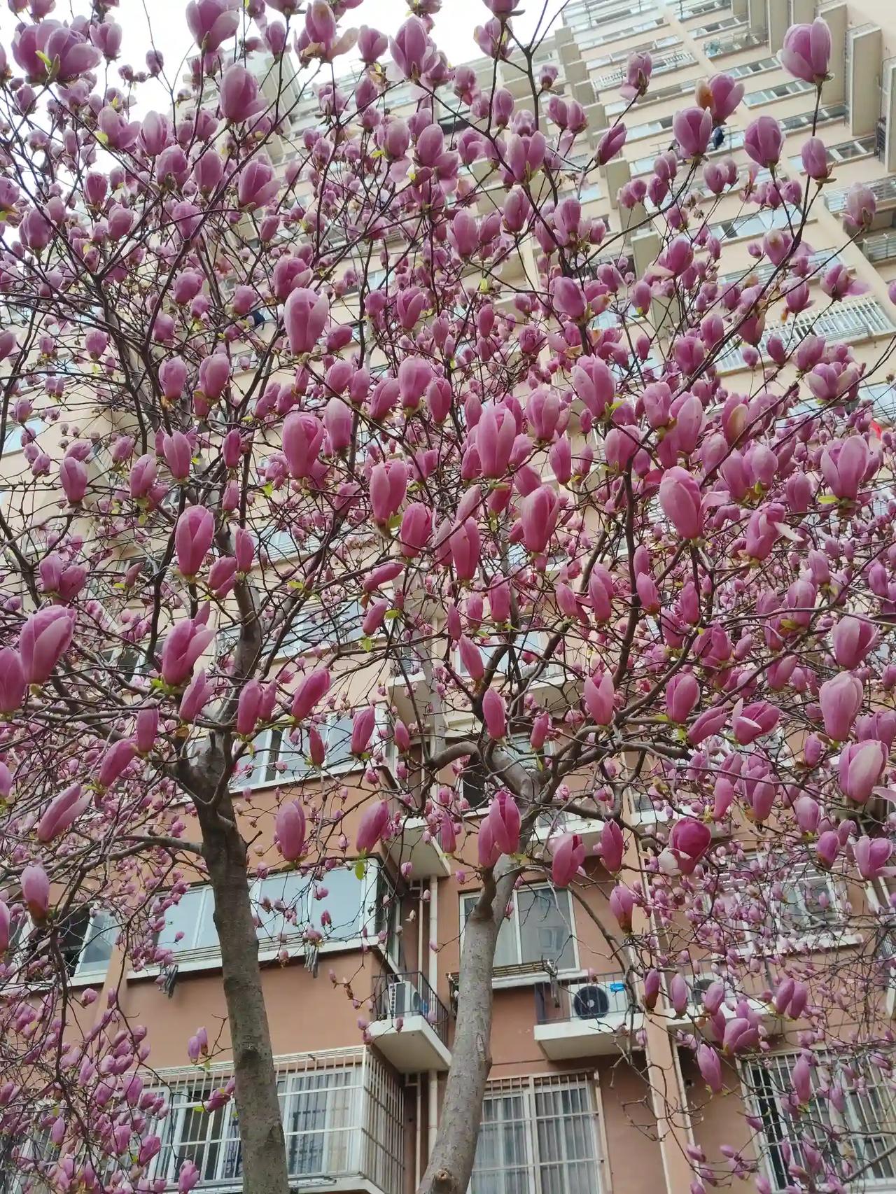 白玉兰已经凋零，一株紫玉兰不甘寂寞，即刻替代，风光旖旎展示在路人面前。你看它在春
