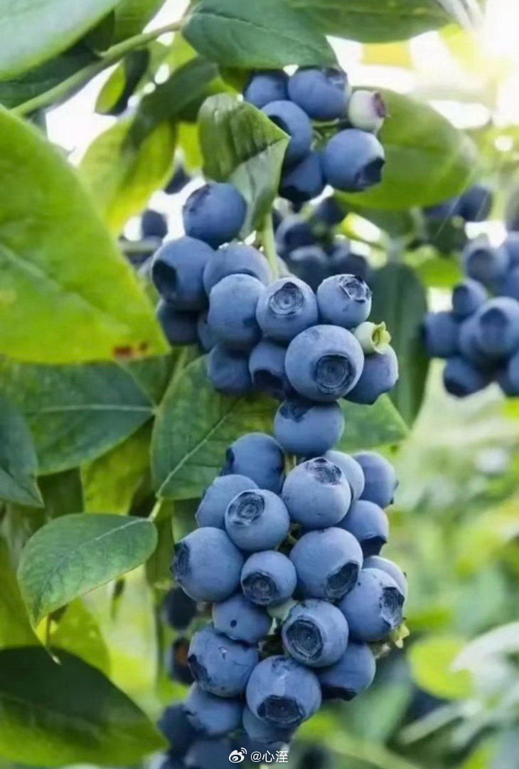 蓝莓种植:1.土壤；蓝莓喜欢酸性土壤，pH值应在4.0到5.5之间。可以使用木屑