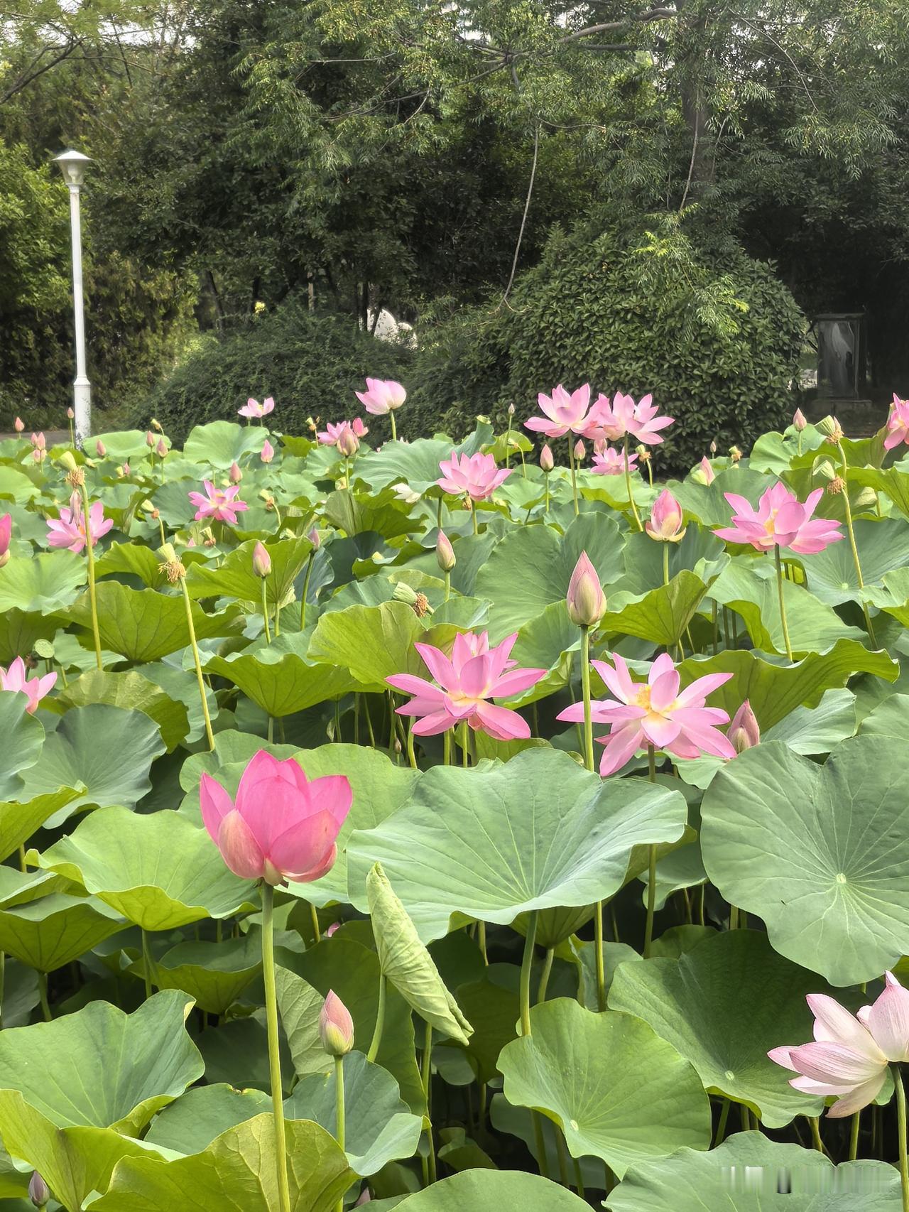 蝶恋花·易园赏荷
             符进朝
碧湖田田擎翠盖。浅粉轻红，静