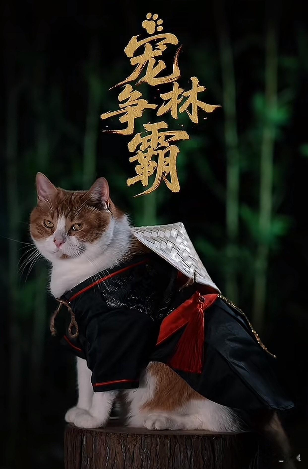 与辉同行的摄影组确实有才
董董的猫和盼盼的狗出镜
拍了个武侠片来宣传萌宠展
董宇