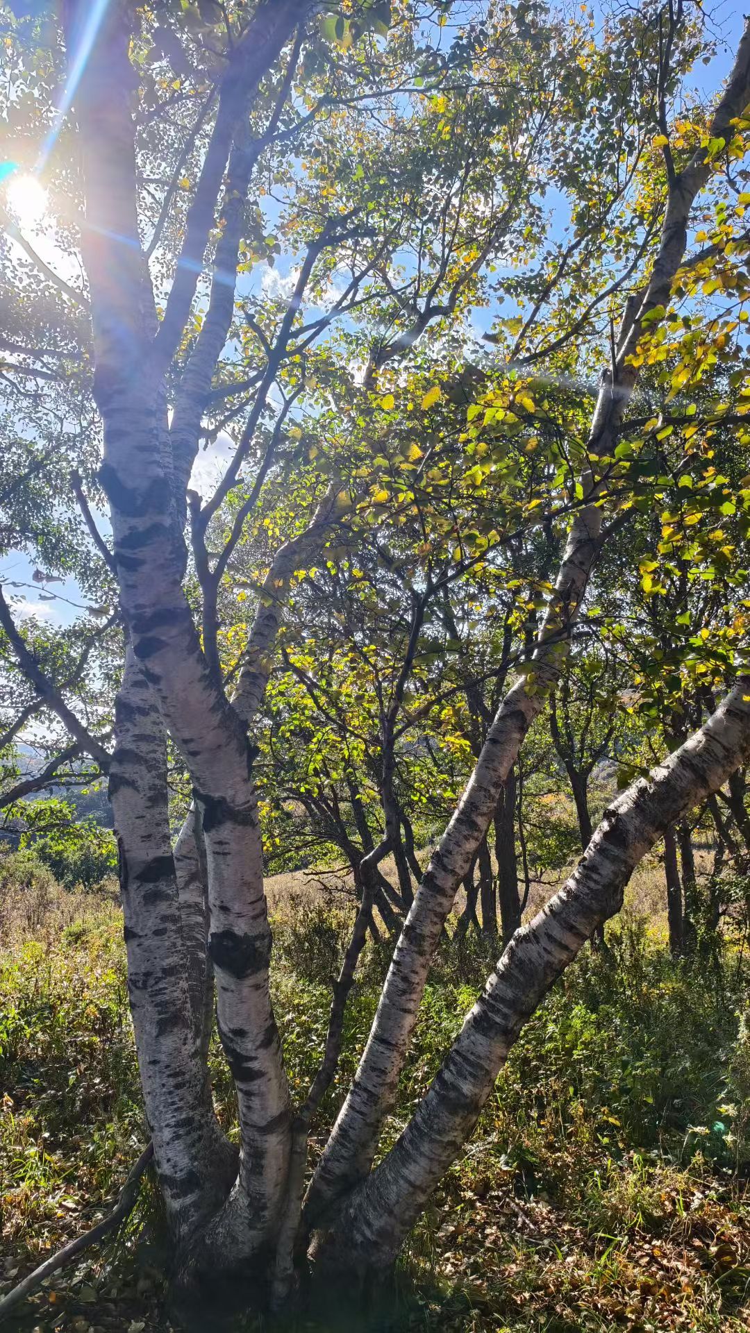 九月的东灵山，秋意已漫过高山草甸。 2026年 9月 7日至10 日，东灵山四天
