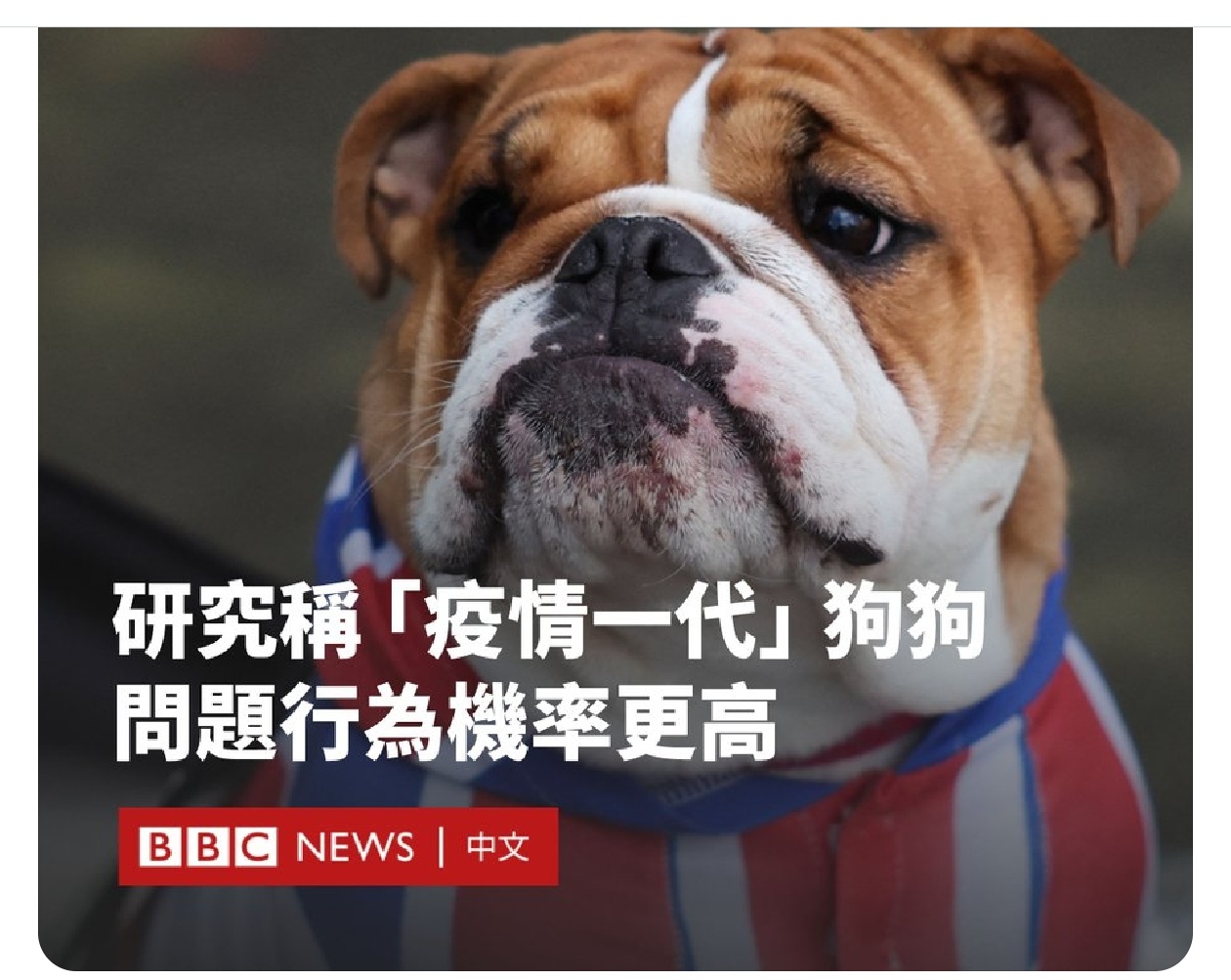 看看人家，把狗研究得多透英国皇家兽医学院的一项研究表明，在新冠疫情时期购买的狗，