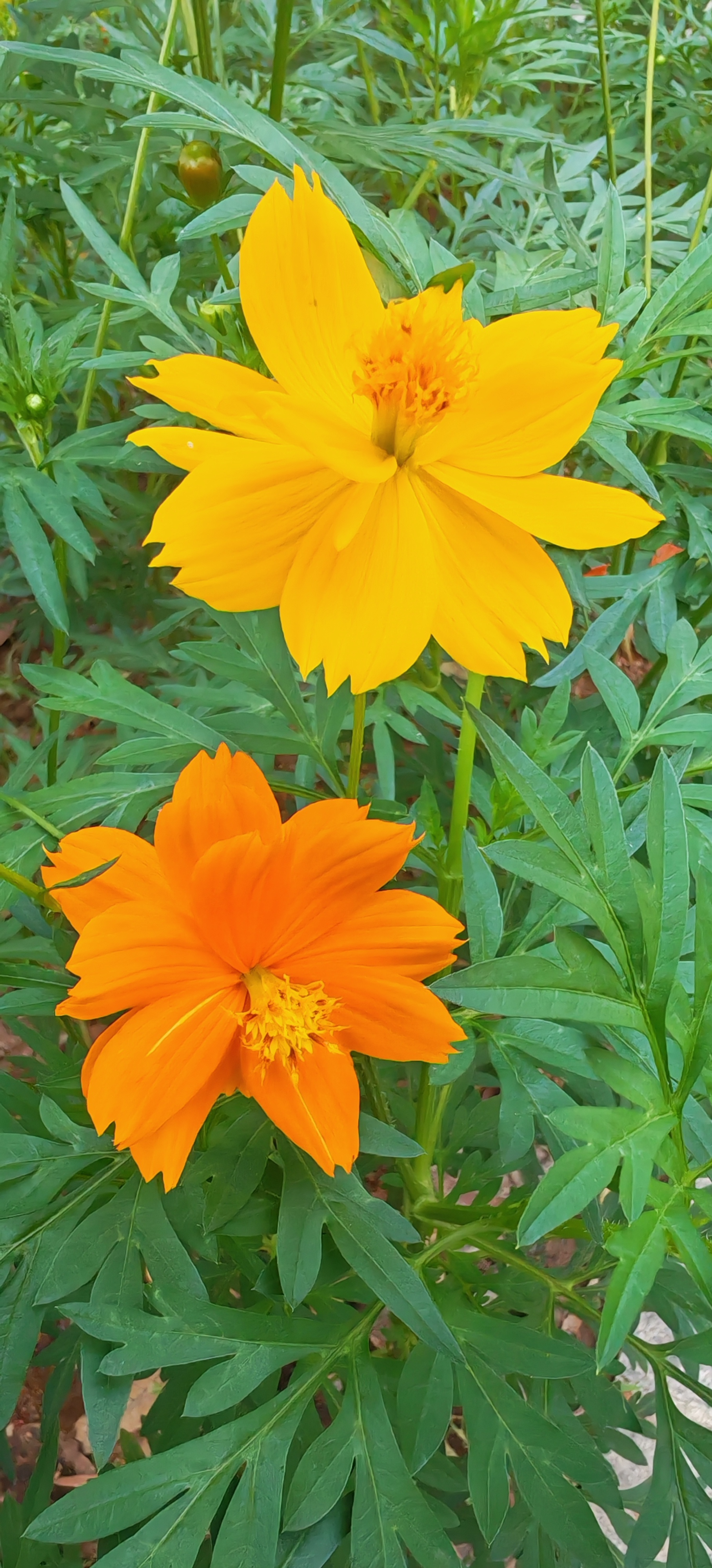 早安☀️邂逅一抹明亮花色，愿日子热烈又温柔。 