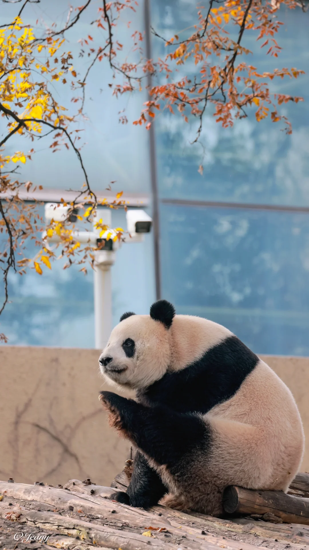 等了一年终于拍到秋天的大熊猫萌萌美得动人