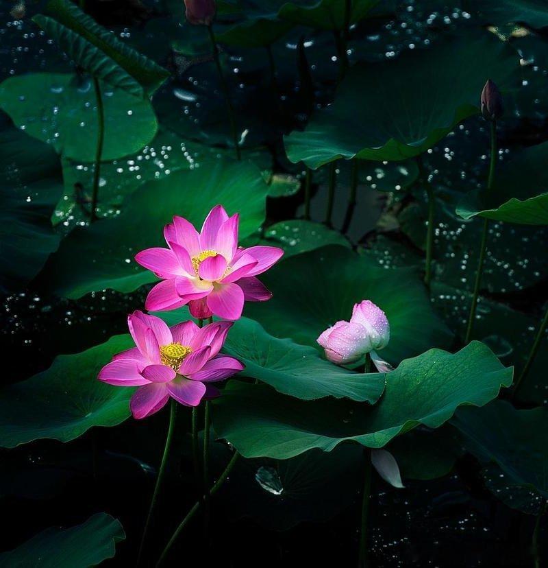 ～《天黄梅》～～宋人·尧裔踟躇连绵几潸然，如烟如雾暗江天。漫卷柔情潇潇时，衰草冷
