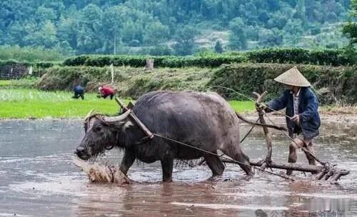 这种画面，你有多久没有见过了。
我看到戴斗笠的大爷弯着腰，老牛拉着木犁，大爷扶着