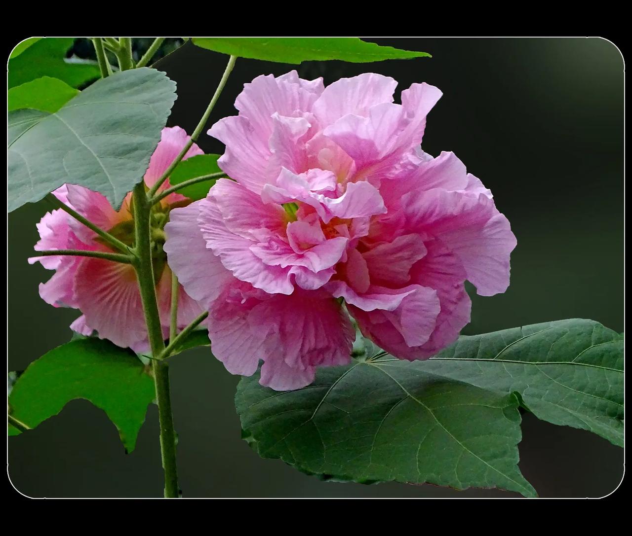 《木芙蓉花》
木芙蓉，锦葵科木本植物。没想到这草本的锦葵，可以领导高大的木芙蓉。