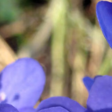 0000雪割草种植一、选种催芽：挑选颗粒饱满、色泽鲜亮、无病虫害的当年生雪割草种