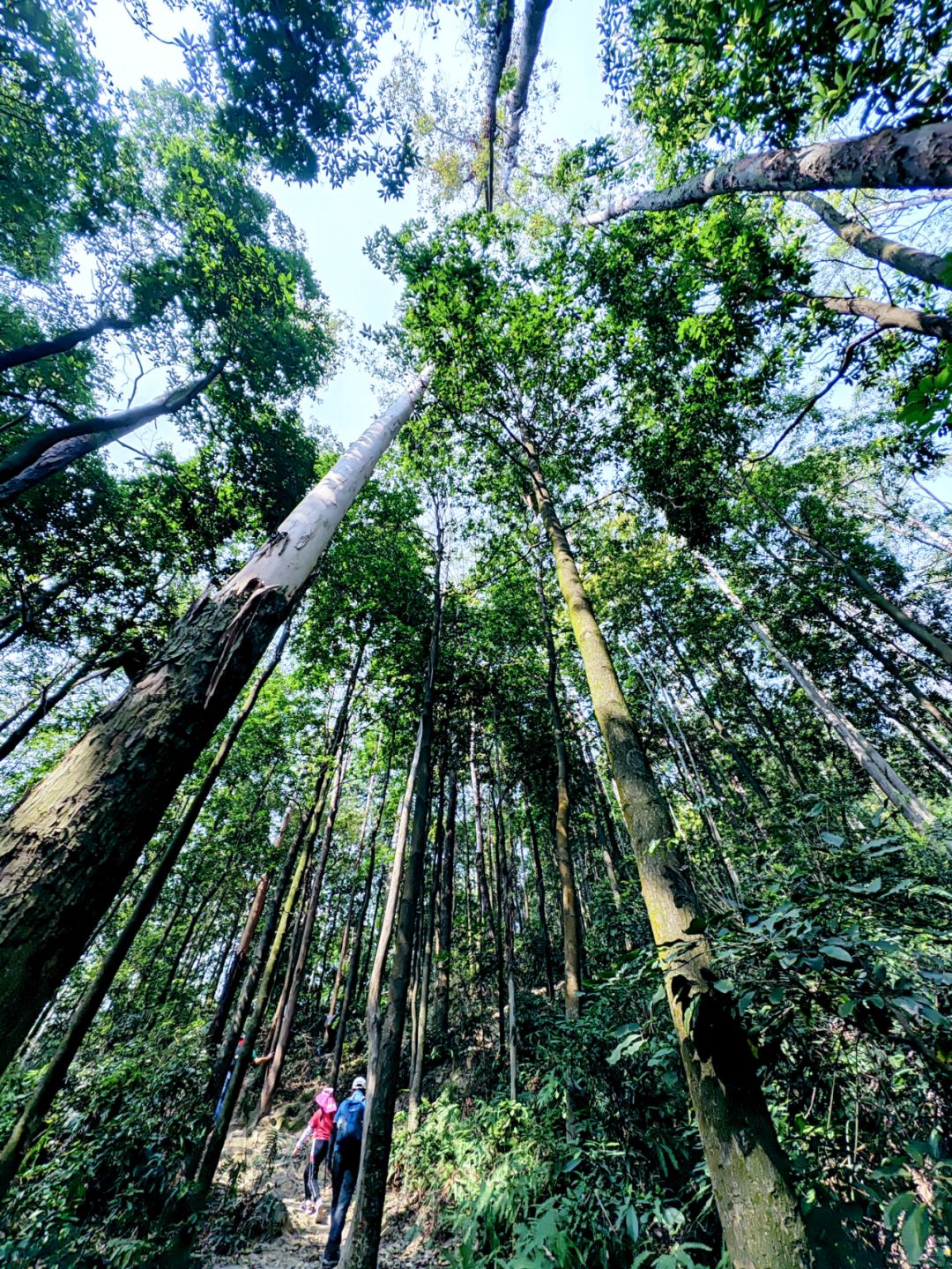 广州徒步踏春｜1日往返爬圭峰山吸氧赏花！